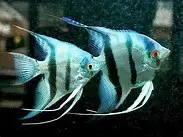Fish Tank Servicing