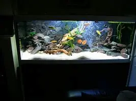 fish tank servicing
